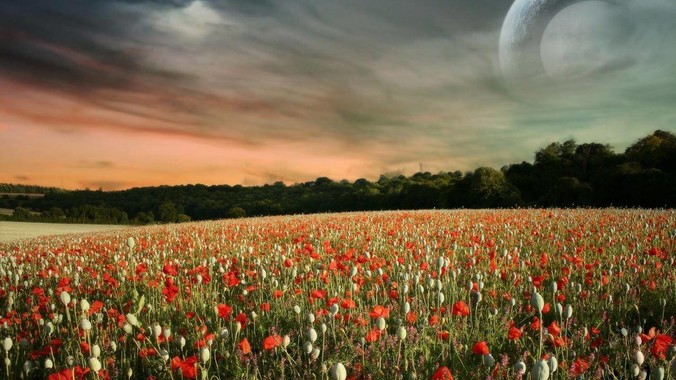 golang 与rust 在服务器程序领域相比较，各有什么优劣势？